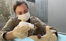 Những cá thể mèo rừng được cứu hộ có tên Đại Lải, Bình Định