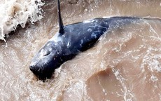 Giải cứu cá heo nặng 200kg trôi dạt vào bờ biển Ninh Bình