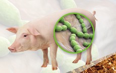 Ăn xong món khoái khẩu 'vạn người mê', 3 người nhập viện, 1 người tử vong nghi do sốc nhiễm khuẩn liên cầu lợn