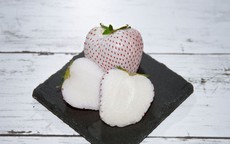 Bí mật thú vị về loại dâu tây Bạch Tuyết Nhật Bản giá mỗi quả hàng trăm nghìn
