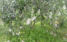 Cận cảnh nông dân Hà Tĩnh mặc 'áo giáp' cho quả đặc sản giữa mùa mưa lũ