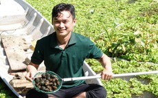 Bỏ làm nhân viên kinh doanh, 9X về quê nuôi ốc thu cả trăm triệu đồng/tháng