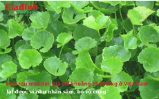 Loại rau mọc dại, giá chỉ khoảng 15.000/kg ở Việt Nam, lại được ví như nhân sâm, bổ vô cùng