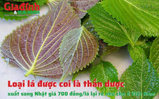 Loại lá được coi là thần dược, xuất sang Nhật giá 700 đồng/lá lại rẻ như cho ở Việt Nam