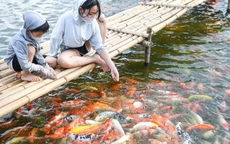 Hà Nội: Yêu cầu di dời 8 tấn cá koi ra khỏi hồ Đầm Đông