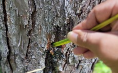 100 cây thông trong rừng ở Lâm Đồng bị đầu độc, cây chết lá không thể cứu