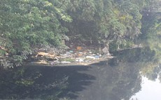 Hà Nội: Sông Nhuệ đang bị ô nhiễm trầm trọng, rác thải trôi nổi trên mặt nước