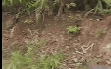 Video: Hy hữu cảnh chuột túi nhảy tung tăng ngoài tự nhiên ở Cao Bằng