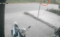 Video: Thót tim cảnh người đi xe máy gặp họa vì bò thả rông bất ngờ lao sang đường