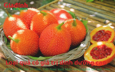 Loại quả có giá trị dinh dưỡng cao, trồng 1 lần, hái 10 năm, Việt Nam xuất khẩu hàng nghìn tấn mỗi năm