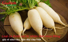 Loại củ được coi là ‘nhân sâm mùa đông’, giá rẻ như cho, bán đầy chợ Việt