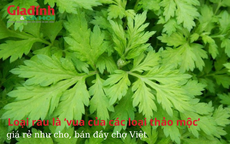 Loại rau được mệnh danh là ‘vua của các loại thảo mộc’, giá rẻ như cho, bán đầy chợ Việt