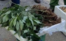 Phát hiện gần 40kg củ và lá nghi giả sâm Ngọc Linh