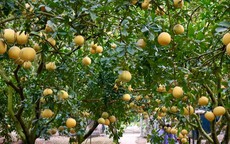 Thủ phủ bưởi diễn: Tới tấp đơn hàng Tết, kiếm bộn tiền check-in