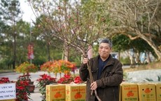 Hà Nội tổ chức 83 điểm chợ hoa Xuân phục vụ người dân mua sắm Tết