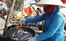 Hơn nửa triệu đồng một kg cá khoai, người dân tranh nhau mua