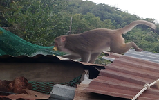 Đàn khỉ 200 con quấy phá người dân ở Khánh Hòa