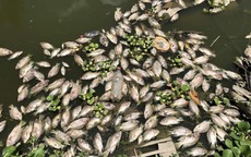 Cá chết hàng loạt do nguồn nước thay đổi, lượng bèo tây lớn?