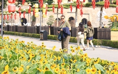 Du khách ngỡ ngàng trước vườn hoa hướng dương nằm ngay giữa trung tâm Hà Nội