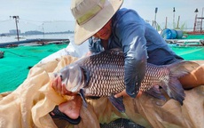 Cô giáo mầm non nghỉ việc về nuôi "thủy quái" sông Mekong