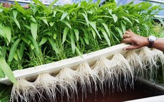 Lạ kỳ rau muống bán 5.000 đồng/mớ ở Việt Nam, ra nước ngoài tính giá theo cọng và trồng ở địa điểm này lại là phạm pháp