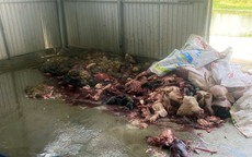 Phát hiện cơ sở giết mổ sơ chế khoảng 5 tấn thịt lợn, nội tạng bốc mùi hôi thối dưới nền đất