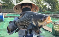 Nuôi cua biển trong hộp nhựa, nuôi cá quý hiếm trong bè thu lãi lớn