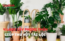 4 Loại cây phong thủy giúp thu hút tài lộc