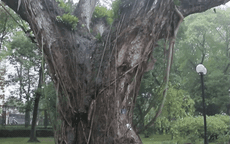 Hà Nội: Nhiều cây cổ thụ chết khô trong công viên Bách Thảo