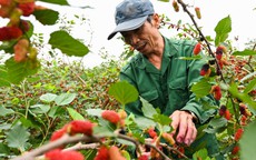 Nông dân Hà Nội thu tiền triệu mỗi ngày mùa thu hoạch dâu tằm