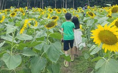 Cánh đồng hoa hướng dương tựa trời Tây ngay sát Hà Nội