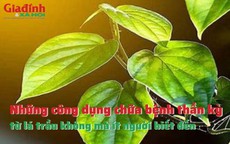 Những công dụng chữa bệnh thần kỳ từ lá trầu không mà ít người biết đến