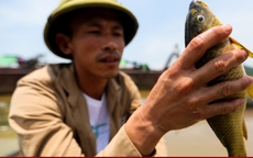 Sông Đà cạn trơ đáy: Người dân bất lực nhìn cá, hoa màu chết khô