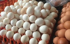 Giá trứng gia cầm giảm sâu