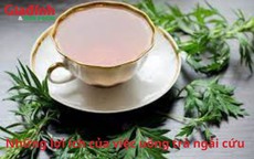 Những lợi ích của việc uống trà ngải cứu