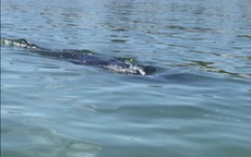 Video: Cá voi tung tăng bơi sát bờ biển Thừa Thiên Huế thu hút đông đảo du khách
