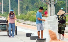 Mùa xúc 'lộc biển' ở đảo Ngọc Vừng, kiếm tiền triệu mỗi ngày