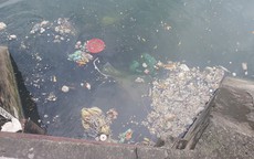 Cận cảnh nhiều hồ nước ở Hà Nội ngập ngụa rác thải, xác cá chết