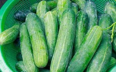 Dưa chuột đắng có phải do nhiễm hoá chất?