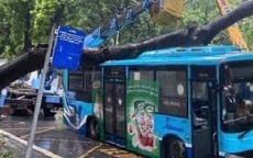 Cây xà cừ bật gốc trong ngày mưa đè trúng xe buýt