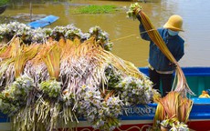 Thu hoạch ‘súng ma’ nơi đầu nguồn biên giới An Giang