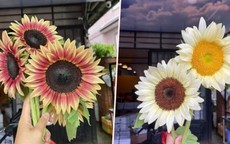 Chị em săn lùng ráo riết hoa hướng dương đột biến đẹp như tranh vẽ