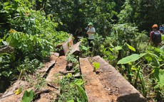 Thanh Hóa: Xác minh tình trạng phá rừng trái phép tại huyện Như Xuân