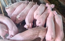 Người chăn nuôi lợn chấp nhận cắt lỗ, giảm một nửa tổng đàn lợn nguồn cung phục vụ Tết Nguyên đán quá dồi dào