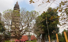 Kỳ lạ, những cây cổ thụ trong ngôi chùa 800 năm ở Nam Định vẫn xanh tươi