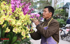 'Trăm hoa khoe sắc' chợ hoa Vạn Phúc rộn ràng vào Xuân 