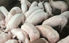 Giá lợn hơi đột ngột giảm sâu dịp giáp Tết Nguyên đán, người chăn nuôi thấp thỏm từng ngày