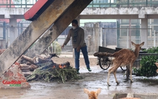 Trời rét buốt, nhân viên tất bật đốt lửa, phủ bạt... giữ ấm cho động vật tại Vườn thú Hà Nội