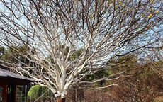 Cận cảnh cây mai được rao bán 2 tỉ đồng ở Cà Mau