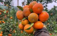 'Thủ phủ' cam đặc sản Hà Tĩnh chín mọng chờ Tết